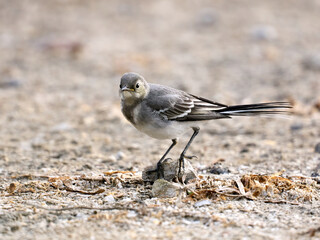 Juvenile White wagtail (Motacilla alba)