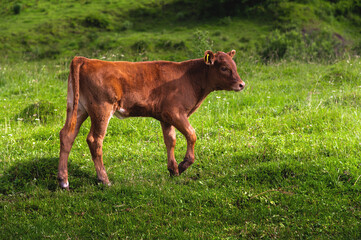 lonely cow in the summer meadow. A newborn cow calf is resting on the field. Calf brown, natural...
