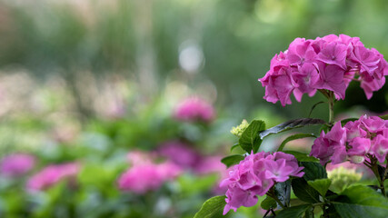 Purple hortensia or hydrangea in a park blooming in summer