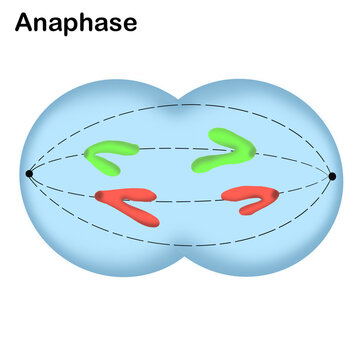 Mitosis , cell division of living things 