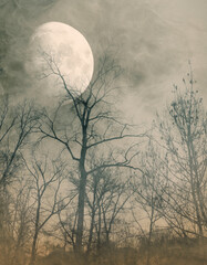 Scary dry trees and moon: horror background