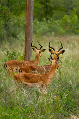 The impala or rooibok (Aepyceros melampus) is a medium-sized antelope seen in South Africa near Kruger National Park. Subspecies Grassland-dwelling common impala (or Kenyan impala)