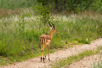 The impala or rooibok (Aepyceros melampus) is a medium-sized antelope seen in South Africa near...