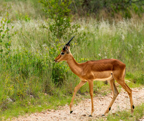 The impala or rooibok (Aepyceros melampus) is a medium-sized antelope seen in South Africa near...