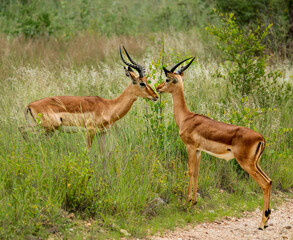 Naklejka na ściany i meble The impala or rooibok (Aepyceros melampus) is a medium-sized antelope seen in South Africa near Kruger National Park. Subspecies Grassland-dwelling common impala (or Kenyan impala)