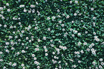 美しい絨毯のような白いクローバーを、真上から見た風景