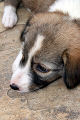 a dog puppy siting on a road