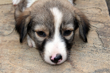 a dog puppy siting on a road