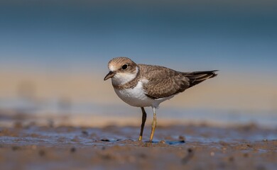 Little Ringed Plover (Charadrius dubius) is one of the most common waterfowl in the Tigris Valley.