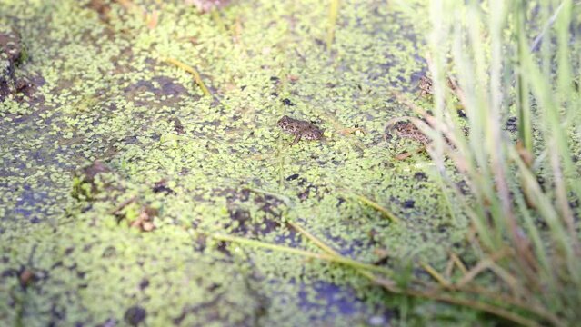 Toad encroaches on another pushing it from its place.