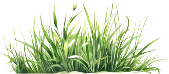 green grass watercolor clipart isolated on white background