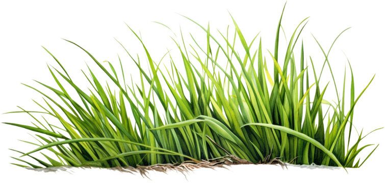 Green Grass Watercolor Clipart Isolated On White Background