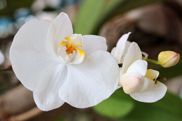 Phalaenopsis amabilis, commonly known as the moth orchid or moon orchid, is a captivating and highly prized species of orchid. It is renowned for its exquisite beauty, elegant flowers, and its popular