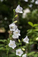 a white bell blooms in the garden