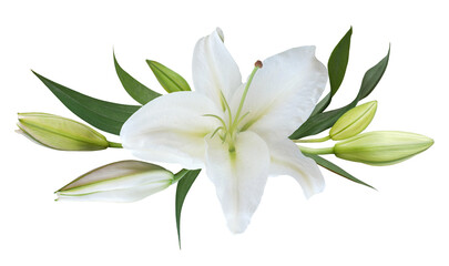 Flower white lily isolated on transparent background - 623983197
