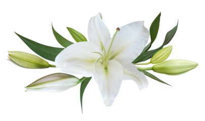 Flower white lily isolated on transparent background