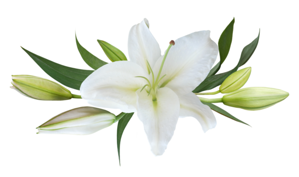 Flower white lily isolated on transparent background