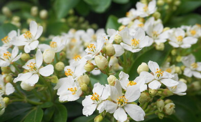 Choisya shrub with delicate small white flowers on green foliage background. Mexican Mock Orange evergreen shrub.