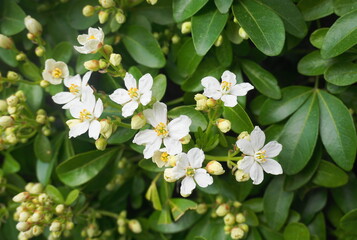 Fototapeta premium Choisya shrub with delicate small white flowers on green foliage background. Mexican Mock Orange evergreen shrub.