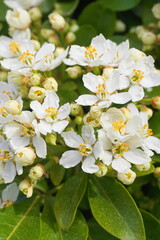 Choisya shrub with delicate small white flowers on green foliage background. Mexican Mock Orange evergreen shrub.