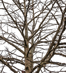Background with tree branches without leaves on transparent background.