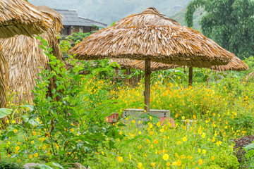 Thatched umbrellas in a yard full of colourful wild flowers