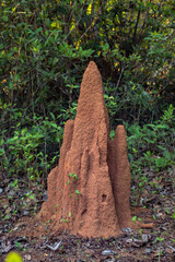 Termites Building a Thriving Colony Around a Majestic Tree