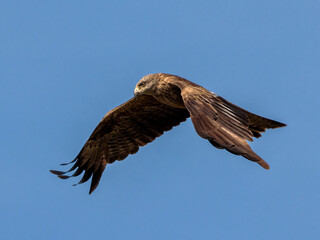 Black kite (Milvus migrans). Bird in its natural environment.