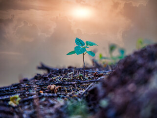 new life, plant getting nitrates from the compost in the garden