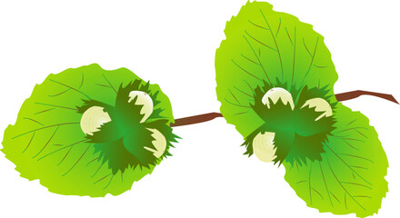 Vector huselnut branch - buncj of huzelnuts on the branch with green leaves - isolated.