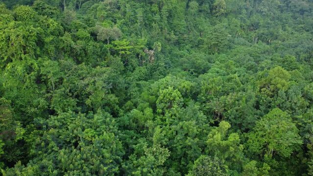 Aerial video view of the tropical rainforest in Aceh province, Indonesia