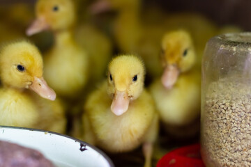 Little ducklings in a cage. Little ducklings, goslings crowd gathered in the cage.