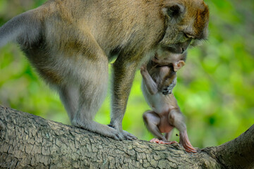 long tail macaque on the tree