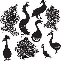 Peacock silhouette set in white background
