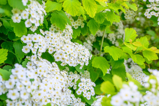 Blooming spring flowers. Lobularia maritima flowers Alyssum maritimum, Sweet Alyssum, Sweet Alison is a species of low-growing flowering plant.