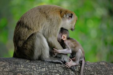 mother and baby long tail macaque