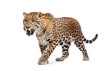 Jaguar, Panther, isolated on white background, Generative AI