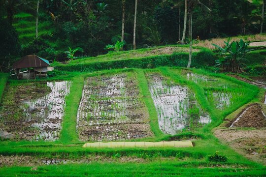 beautiful rice terrace in jatiluwih tabanan bali