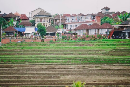 beautiful rice terrace in jatiluwih tabanan bali