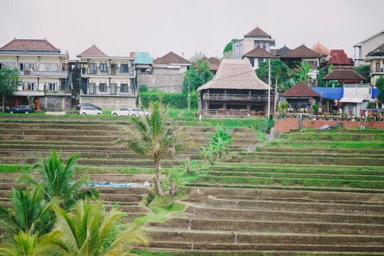 beautiful rice terrace in jatiluwih tabanan bali