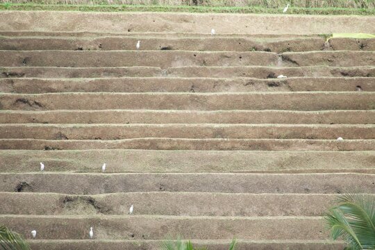 cultivated ricefield terraces with white standing storks
