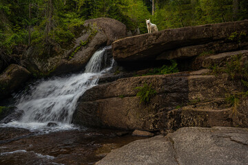 White wolf looking on the top of amazing waterfall hidden deep in Jizera mountains, Czech Republic. Calm and peaceful place with water flowing in cascade river.