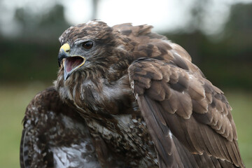 A portrait of a Common Buzzard calling out loud
