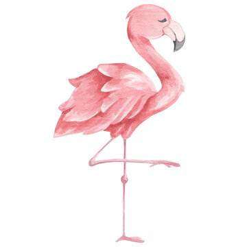 Watercolor pink flamingo on a white background. Children's illustration of an animal. Safari animals collection. Clipart design for baby poster, sticker, fabric, nursery room decor, wrapping paper, in