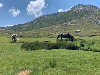 Obraz premium Plateau du Coscione, Corse