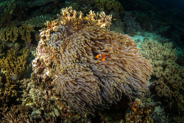 False clown anemonefish on the bottom. Ocellaris clownfish in symbiosis with the anemon. False percula clownfish during dive in Raja Ampat. Small orange fish with white strips livin in anemone.  - obrazy, fototapety, plakaty