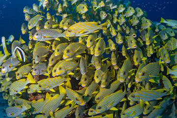 Yellow banded sweetlips are swimming together with ribboned sweetlips around the rock. Oblique...