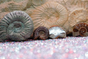 Ammonite is a fossil of a squid, photographed in close-up in studio