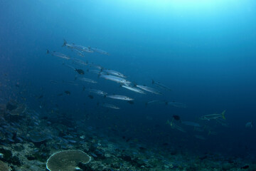 Fototapeta na wymiar Blackfin barracudas are swimming in the small shoal. Sphyraena qenie during dive in Raja Ampat. Long silver fish predator near the sea bed . Marine life in Indonesia.