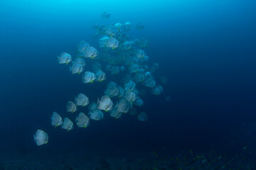 Longfin batfish are swimming in the shoal. Longfin spadefish during dive in Raja Ampat. Marine life in Indonesia. 